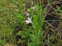 Vinca difformis 43, Saxifraga-Hans Grotenhuis