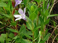 Vinca difformis 44, Saxifraga-Hans Grotenhuis