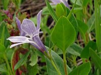 Vinca difformis 45, Saxifraga-Hans Grotenhuis