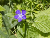 Vinca major 18, Grote maagdenpalm, Saxifraga-Jan Nijendijk