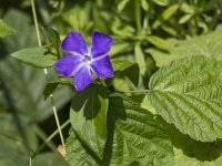 Vinca major 19, Grote maagdenpalm, Saxifraga-Jan Nijendijk