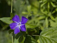 Vinca major 20, Grote maagdenpalm, Saxifraga-Jan Nijendijk