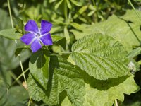 Vinca major 23, Grote maagdenpalm, Saxifrga-Jan Nijendijk