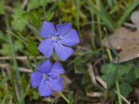 Vinca major 24, Grote maagdenpalm, Saxifrga-Jan Nijendijk