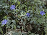 Vinca minor 16, Kleine maagdenpalm, Saxifraga-Willem van Kruijsbergen