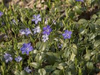 Vinca minor 17, Kleine maagdenpalm, Saxifraga-Willem van Kruijsbergen