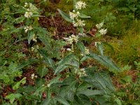 Vincetoxicum hirundinaria 24, Witte engbloem, Saxifraga-Ed Stikvoort