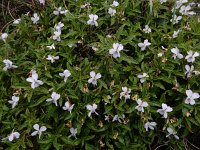 Viola arborecens 13, Saxifraga-Ed Stikvoort