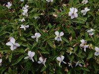 Viola arborecens 8, Saxifraga-Ed Stikvoort