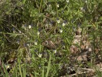 Viola arvensis 35, Akkerviooltje, Saxifraga-Willem van Kruijsbergen