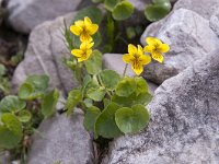 Viola biflora 35, Saxifraga-Luuk Vermeer