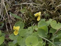 Viola biflora 36, Saxifraga-Willem van Kruijsbergen