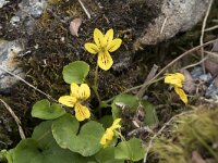 Viola biflora 37, Saxifraga-Willem van Kruijsbergen