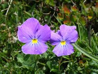 Viola calcarata 13, Saxifraga-Jeroen Willemsen