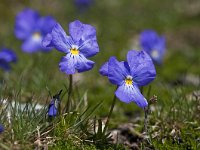 Viola calcarata 43, Saxifraga-Luuk Vermeer