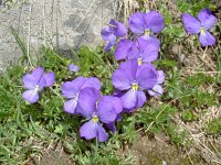 Viola calcarata 56, Saxifraga-Luuk Vermeer