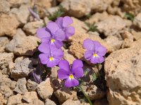 Viola calcarata ssp calcarata 48, Saxifraga-Luuk Vermeer