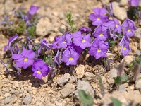 Viola calcarata ssp calcarata 49, Saxifraga-Luuk Vermeer