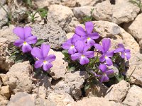 Viola calcarata ssp calcarata 50, Saxifraga-Luuk Vermeer