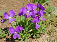 Viola calcarata ssp calcarata 54, Saxifraga-Willem van Kruijsbergen