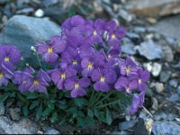 Viola calcarata ssp calcarata 59, Saxifraga-Jan van der Straaten