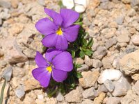 Viola calcarata ssp calcarata 7, Saxifraga-Luuk Vermeer