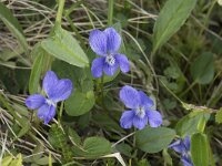 Viola canina 27, Hondsviooltje, Saxifraga-Willem van Kruijsbergen