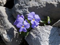 Viola cenisia 6, Saxifraga-Luuk Vermeer