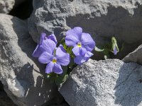 Viola cenisia 7, Saxifraga-Luuk Vermeer