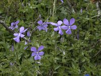 Viola cornuta