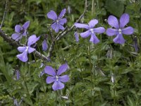 Viola cornuta 2, Saxifraga-Willem van Kruijsbergen