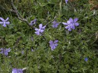 Viola cornuta 3, Saxifraga-Willem van Kruijsbergen