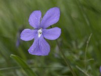 Viola cornuta 4, Saxifraga-Willem van Kruijsbergen