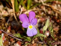 Viola curtisii 58, Duinviooltje, Saxifraga-Bart Vastenhouw