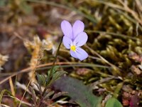 Viola curtisii 60, Duinviooltje, Saxifraga-Bart Vastenhouw