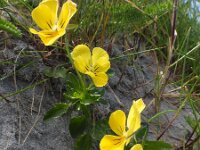 Viola curtisii 62, Duinviooltje, Saxifraga-Ed Stikvoort : Quilty