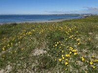 Viola curtisii 63, Duinviooltje, Saxifraga-Ed Stikvoort : Quilty