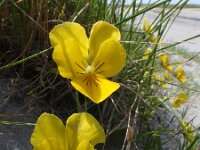 Viola curtisii 64, Duinviooltje, Saxifraga-Ed Stikvoort : Quilty