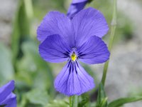 Viola dubyana