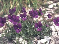 Viola dubyana 2, Saxifraga-Eugen Schaub