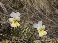 Viola lutea ssp calaminaria 52, Zinkviooltje, Saxifraga-Willem van Kruijsbergen