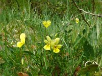 Viola lutea ssp calaminaria 56, Zinkviooltje, Saxifraga-Hans Grotenhuis