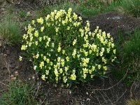 Viola lutea ssp calaminaria 60, Zinkviooltje, Saxifraga-Hans Grotenhuis