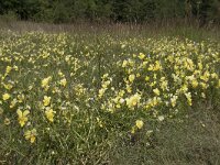 Viola lutea ssp calaminaria 63, Zinkviooltje, Saxifraga-Willem van Kruijsbergen