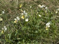 Viola lutea ssp calaminaria 64, Zinkviooltje, Saxifraga-Willem van Kruijsbergen