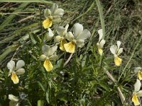 Viola lutea ssp calaminaria 65, Zinkviooltje, Saxifraga-Willem van Kruijsbergen