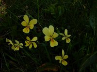 Viola lutea 6, Saxifraga-Peter Meininger