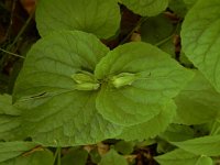 Viola mirabilis 10, Saxifraga-Ed Stikvoort