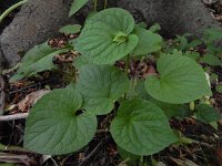 Viola mirabilis 11, Saxifraga-Ed Stikvoort