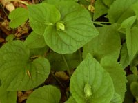 Viola mirabilis 8, Saxifraga-Ed Stikvoort